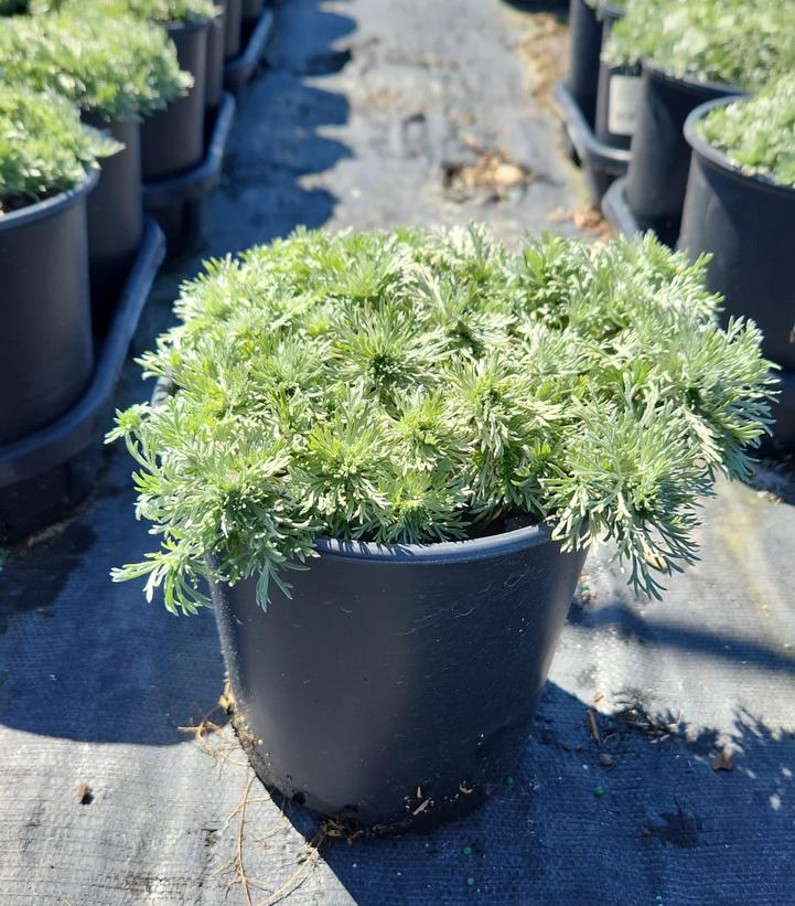 Artemisia schmidtiana Silvermound