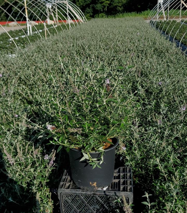 Buddleia Monarch® 'Glass Slippers'