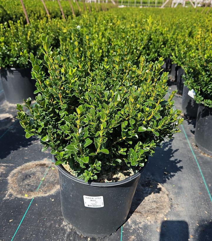 Buxus microphylla 'Little Missy'