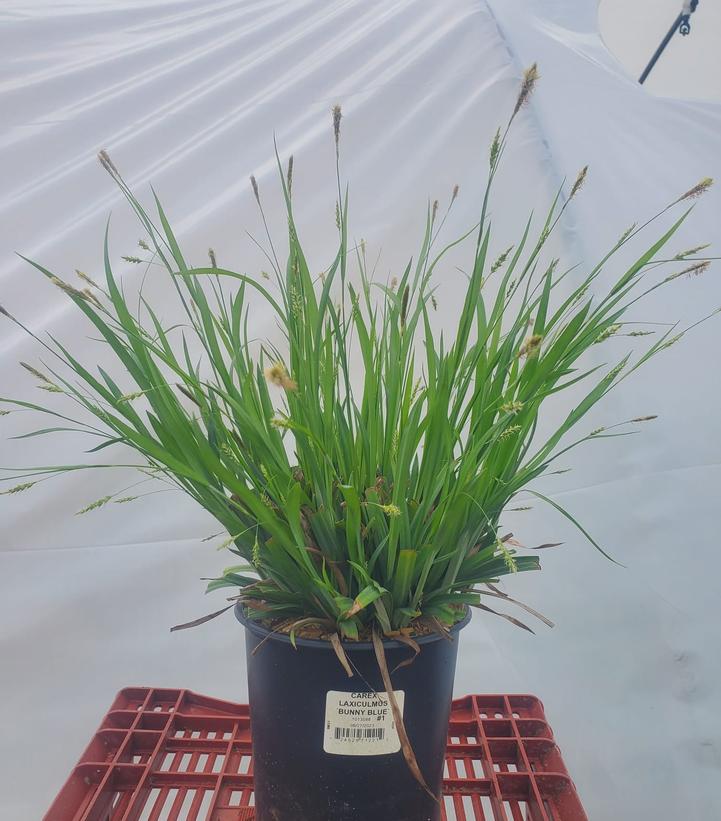 Carex laxiculmus Bunny Blue™ (Hobb)