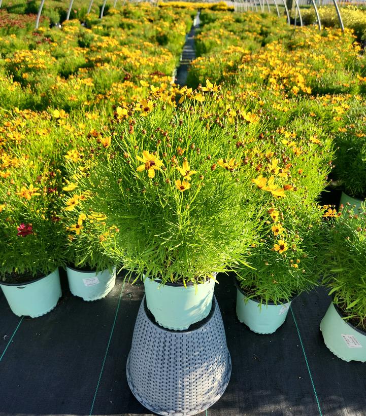 Coreopsis Permathread™ 'Butter Rum'