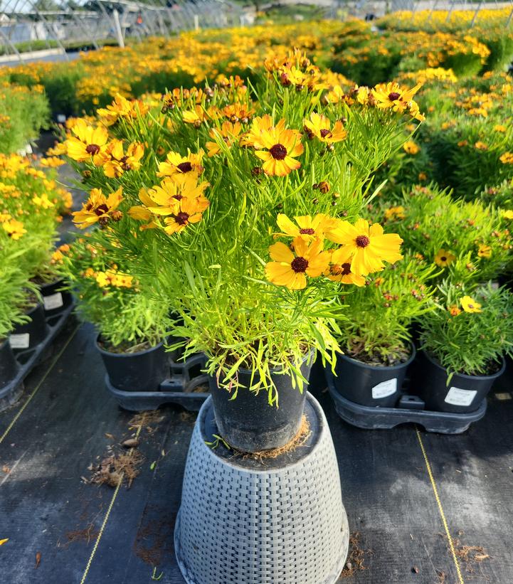 Coreopsis Permathread™ 'Butter Rum'