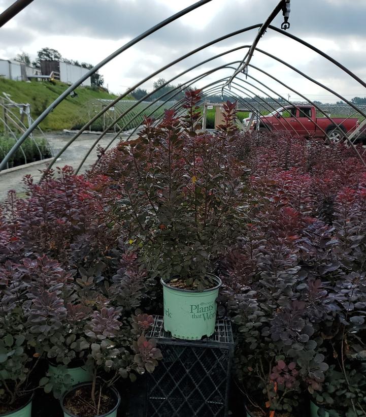 Cotinus coggygria Velveteeny™