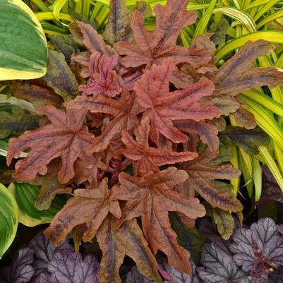 Heucherella hybrid Fun and Games® Fun and Games® Red Rover