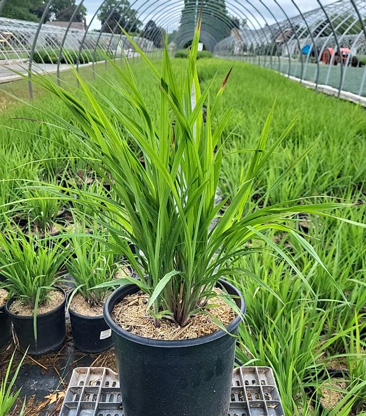 Andropogon gerardii Karl's Cousin®