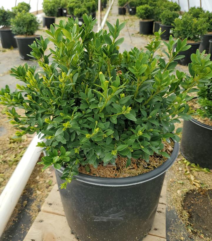 Buxus microphylla var. japonica Green Velvet