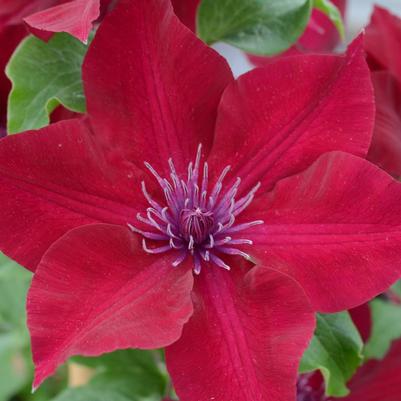 Clematis Nubia™