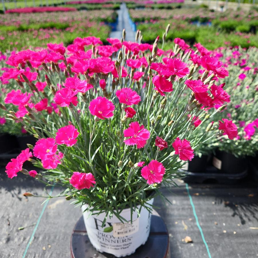 Dianthus hybrid Paint the Town Magenta