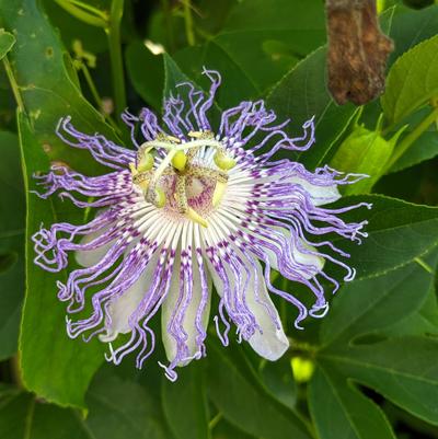 Passiflora incarnata 