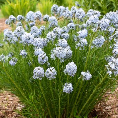 Amsonia hybrid 'String Theory'