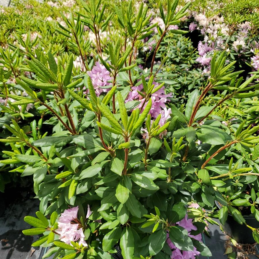 Rhododendron cat. Roseum Elegans