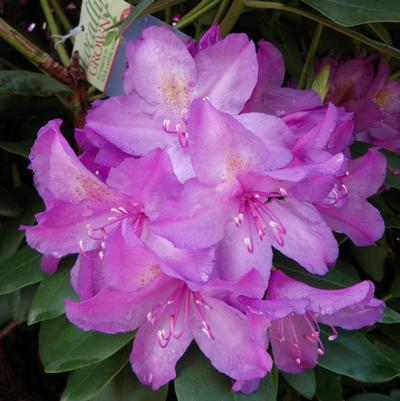 Rhododendron cat. Boursault