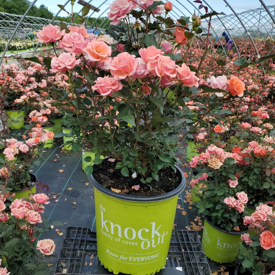 Rosa Coral Knock Out®