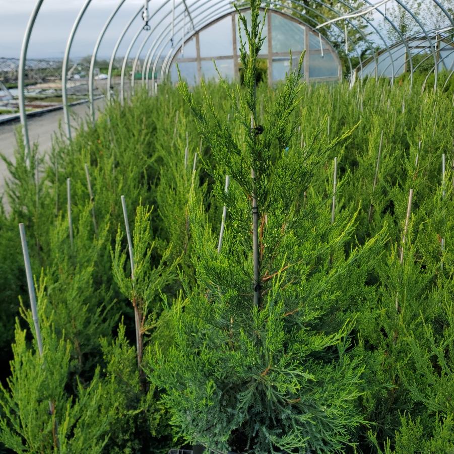 Juniperus c. Hetzii columnaris