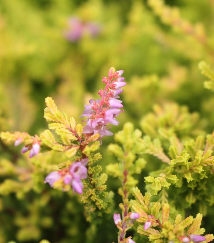 Calluna vulgaris 'Blazeaway'