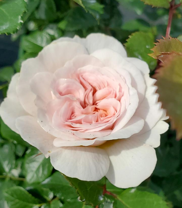 Rosa Emily Bronte - grafted