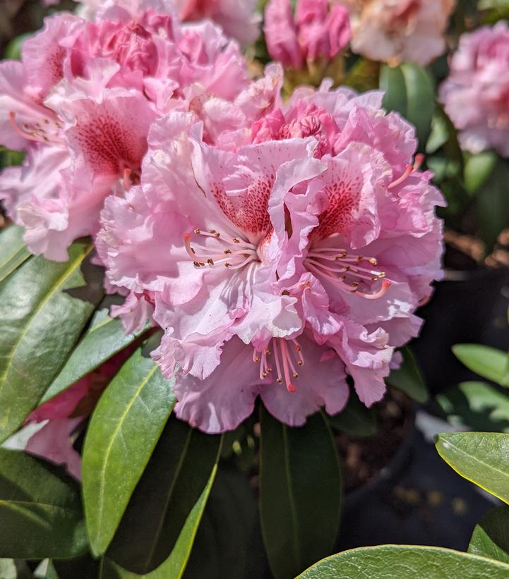 Rhododendron Holden's™ Pink Flare