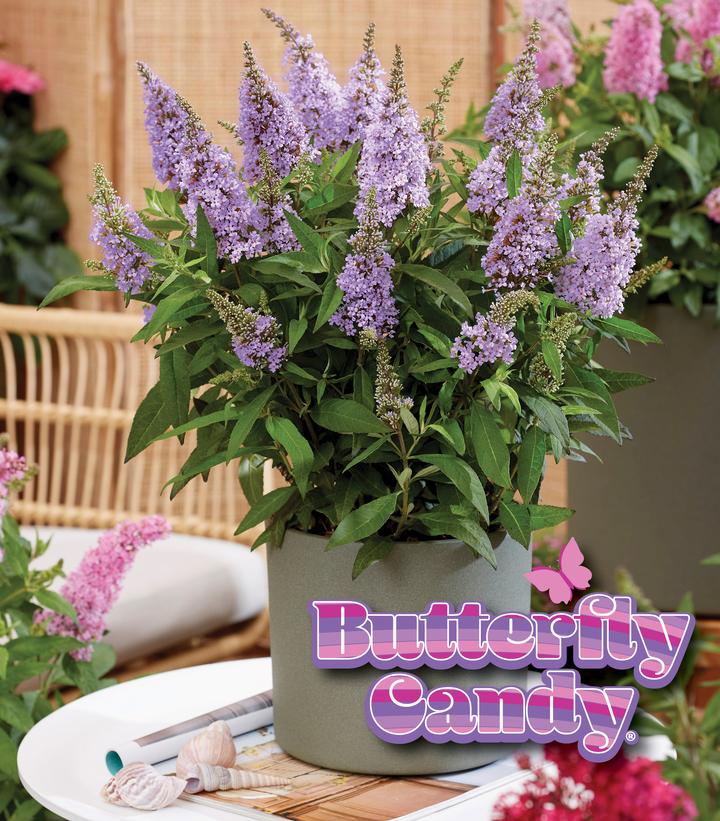 Buddleia davidii Butterfly Candy® Li'l Lavender™