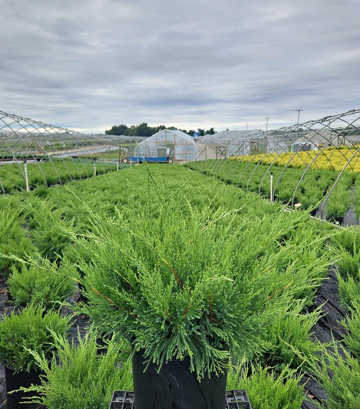 Juniperus chinensis Sea Green