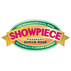 Showpiece™ Fragrant Shrub Roses Showpiece™ Fragrant Shrub Roses