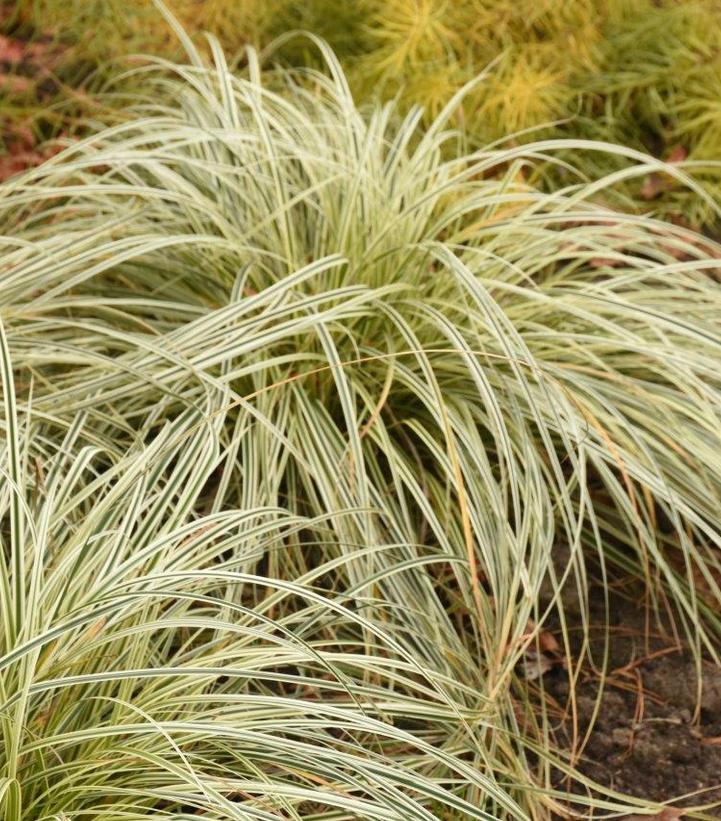 Carex oshimensis 'Feather Falls'