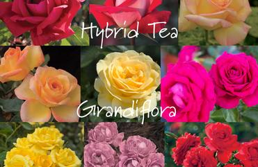 Let's Talk About Garden Roses Let's Talk About Garden Roses