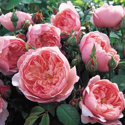 Rosa The Alnwick® Rose