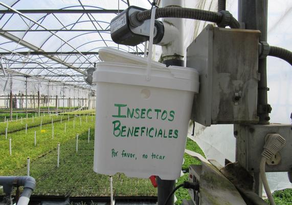 Beneficial Insects breeding in bucket in a greenhouse