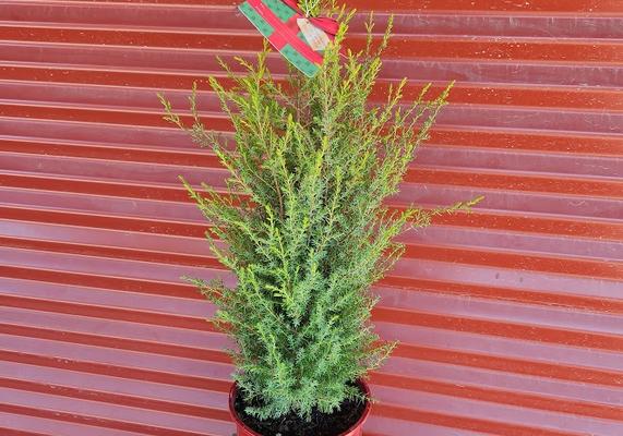 Juniperus communis 'Gold Cone' - Red Pot #2