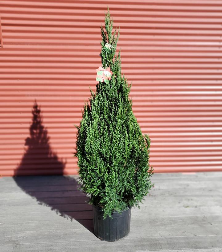 Juniperus chinensis Blue Point #7