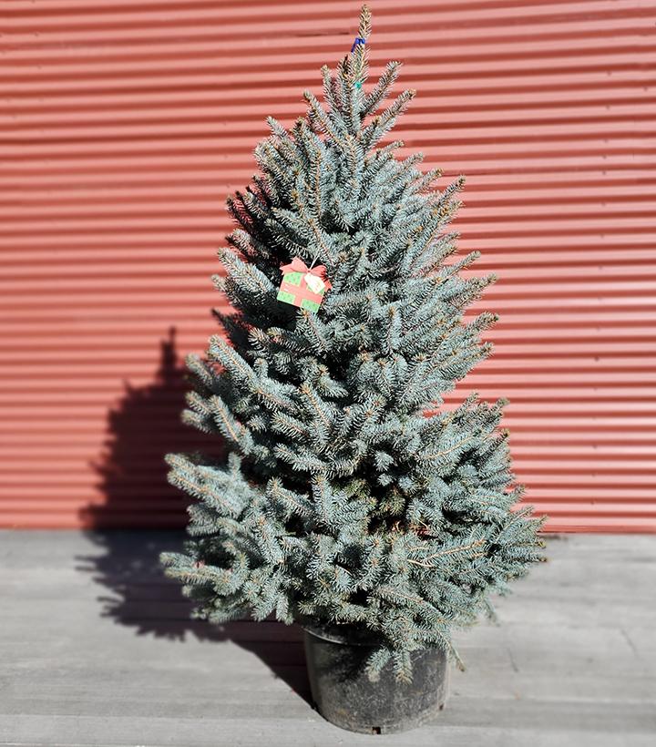 Picea pungens Baby Blue #15