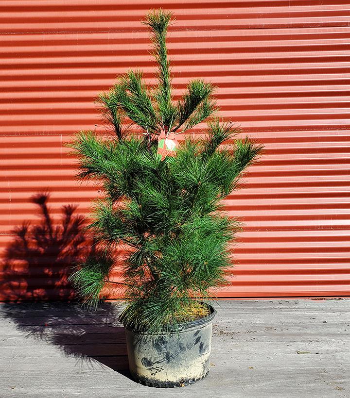 Pinus strobus #7