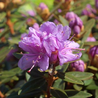 Rhododendron X 'Purple Gem'