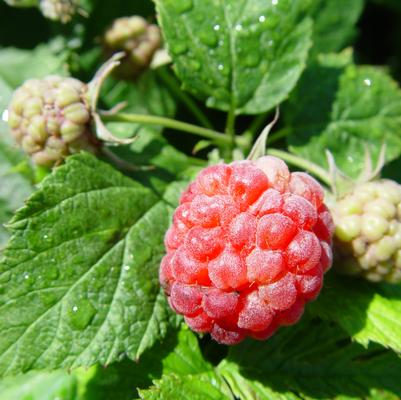 Rubus Bushel and Berry™ Raspberry Shortcake®