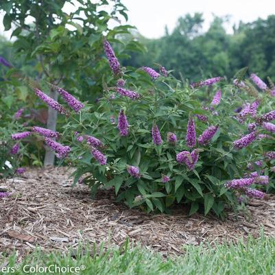 Buddleia Lo & Behold® 'Pink Micro Chip'