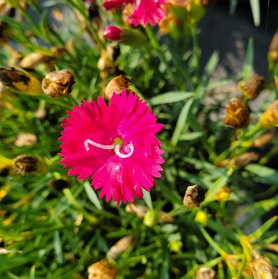Dianthus hybrid 'Paint the Town Red'