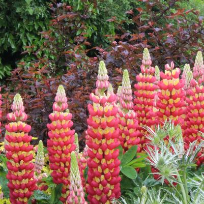 Lupinus polyphyllus West Country™ 'Tequila Flame'