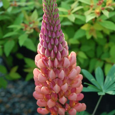 Lupinus polyphyllus West Country™ 'Towering Inferno'