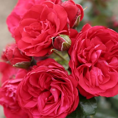Rosa Crimson Sky™