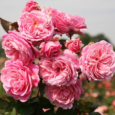 Rosa Parfuma® Summer Romance™