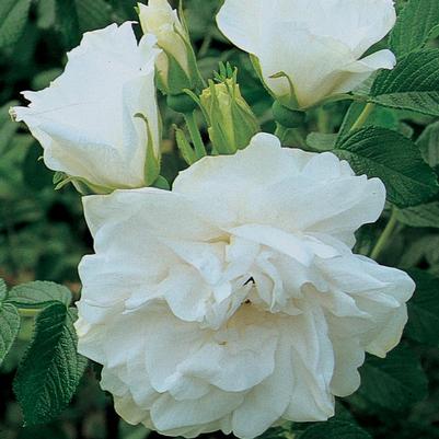 Rosa Blanc Double De Coubert
