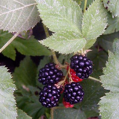 Rubus Black Satin
