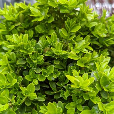 Buxus microphylla 'Tide Hill'