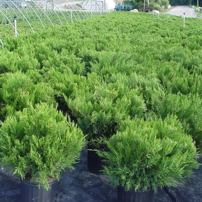 Juniperus c. Pfitzer Compacta