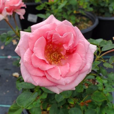 Rosa Brindabella Roses® Pink Princess