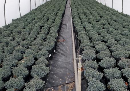 Bluestar juniper greenhouse