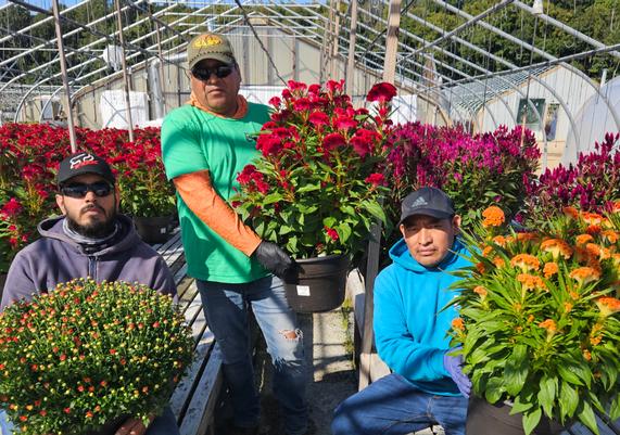 Ledyard Growers