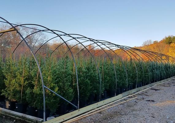 Ledyard Evergreens