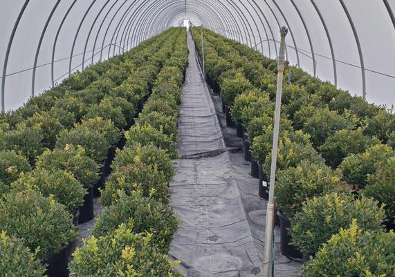 Buxus Greenhouse