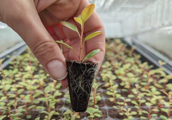 Baby plant with great roots